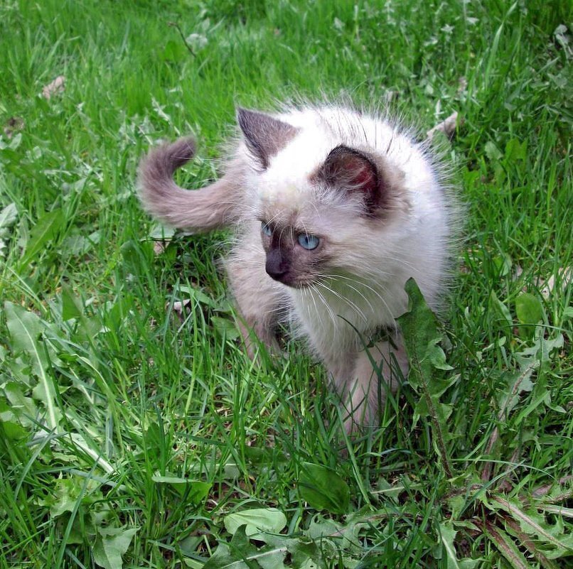 Котёнок - Вера Щукина