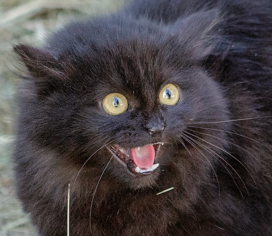 черный кот - Елена Логачева