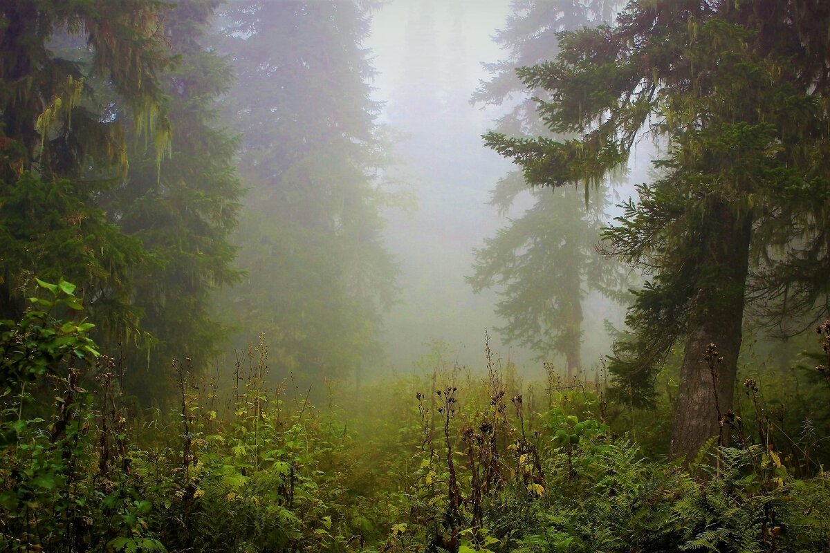 Утренний лес - Сергей Чиняев 