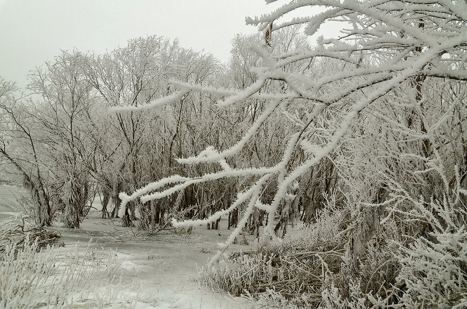 Морозный день – на ветках иней.  Деревья будто в серебре...(из А.  Зеленский) - Петр Фролов