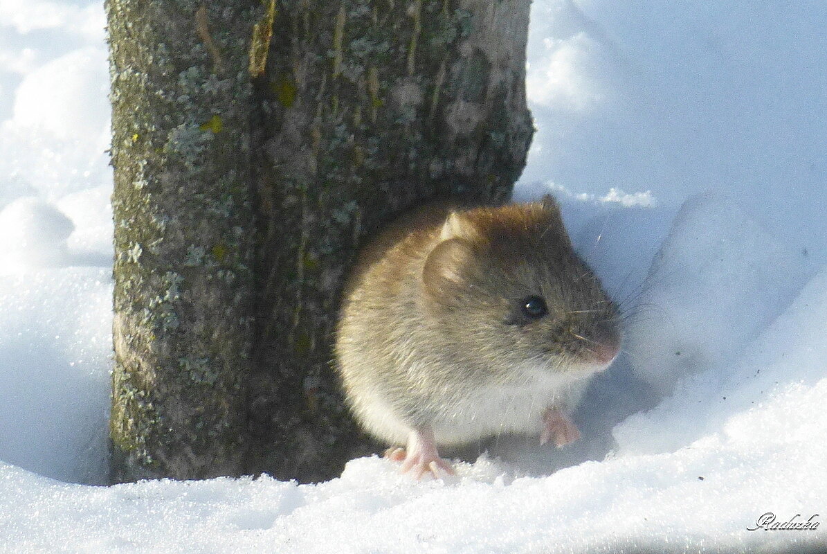Мышка лесная, весенняя.  Apodemus uralensis - Raduzka (Надежда Веркина)