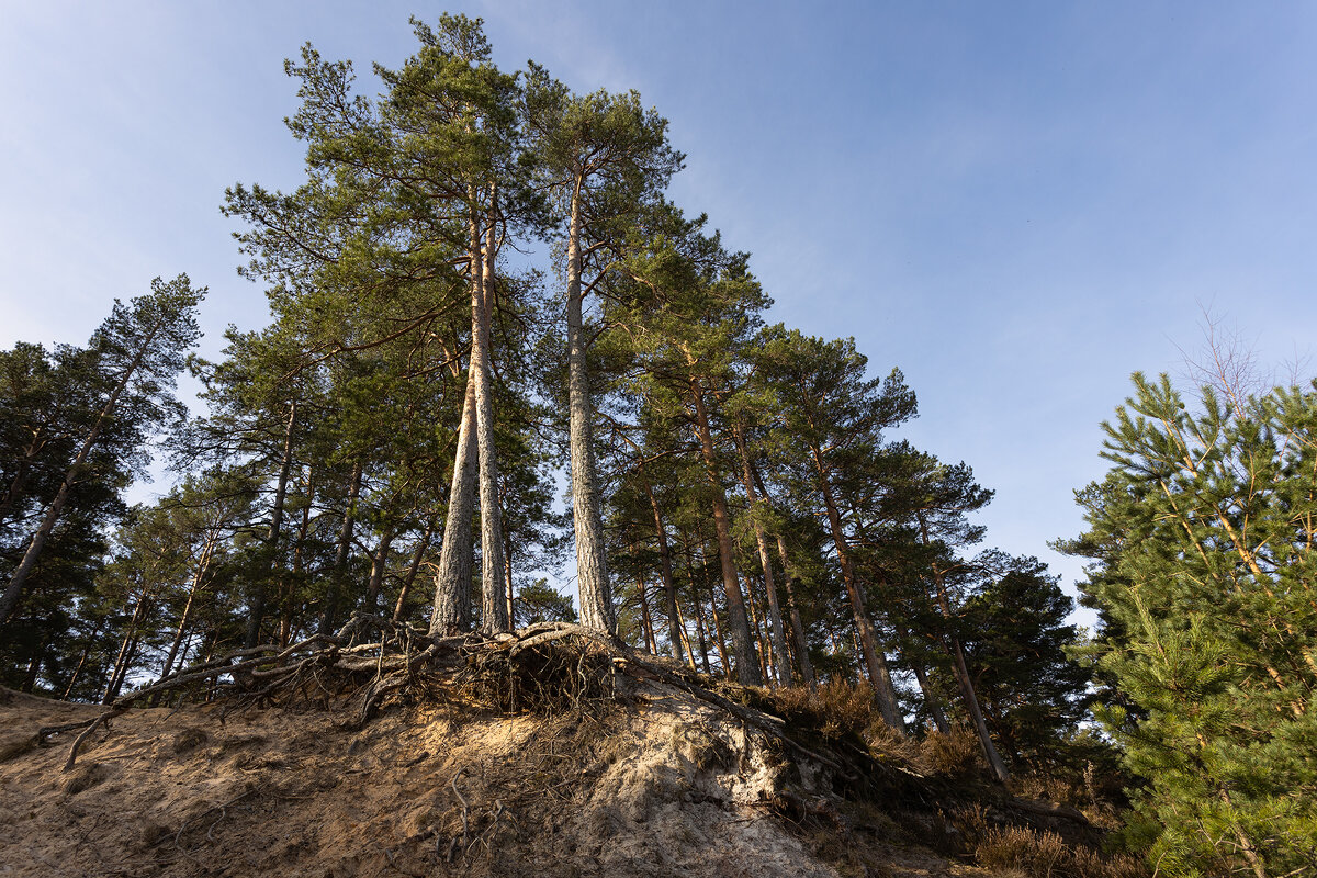 * - Aлександр Клиновский