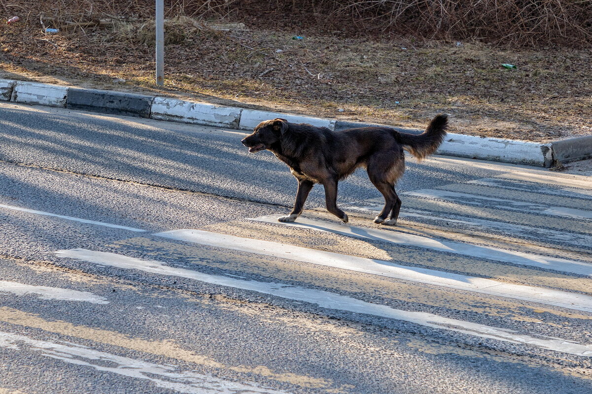 В Дмитрове даже собаки знают где нужно переходить дорогу. - Анатолий. Chesnavik.