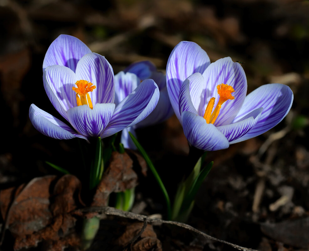 crocuses - Zinovi Seniak