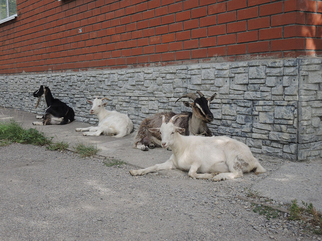 Козы в городе - Александр 