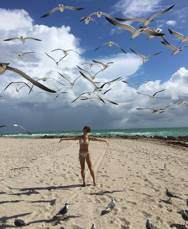 чайки на пляже в Майями - Женя Ar