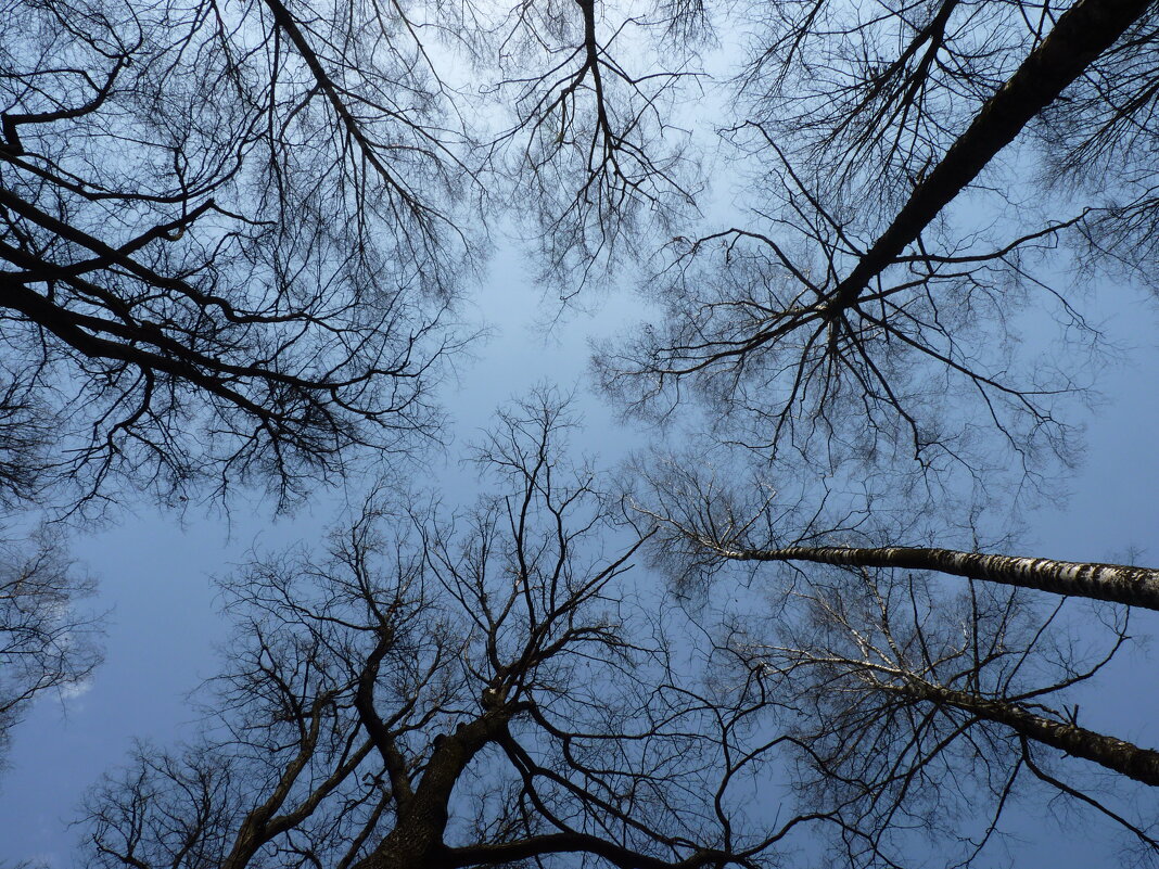В небо упираются деревья, ветвями поддерживая  синеву...... - Galina Leskova