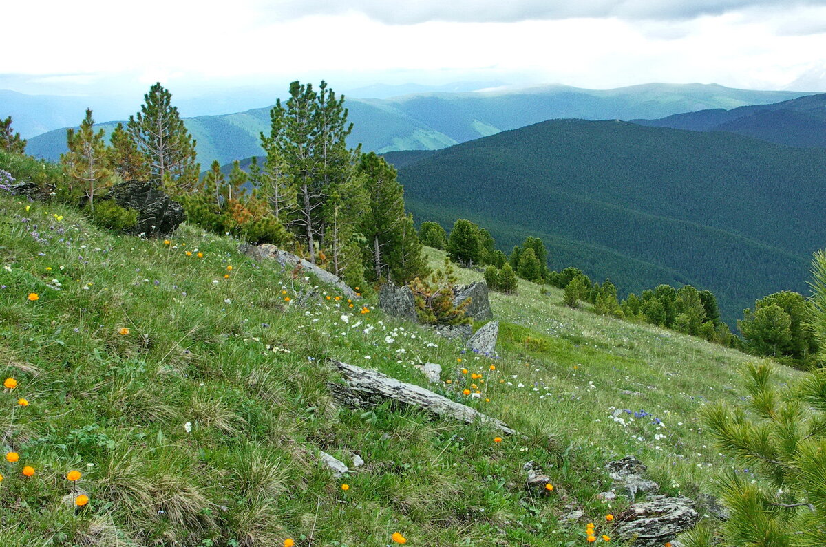 Цветочная поляна в горах - Галина 