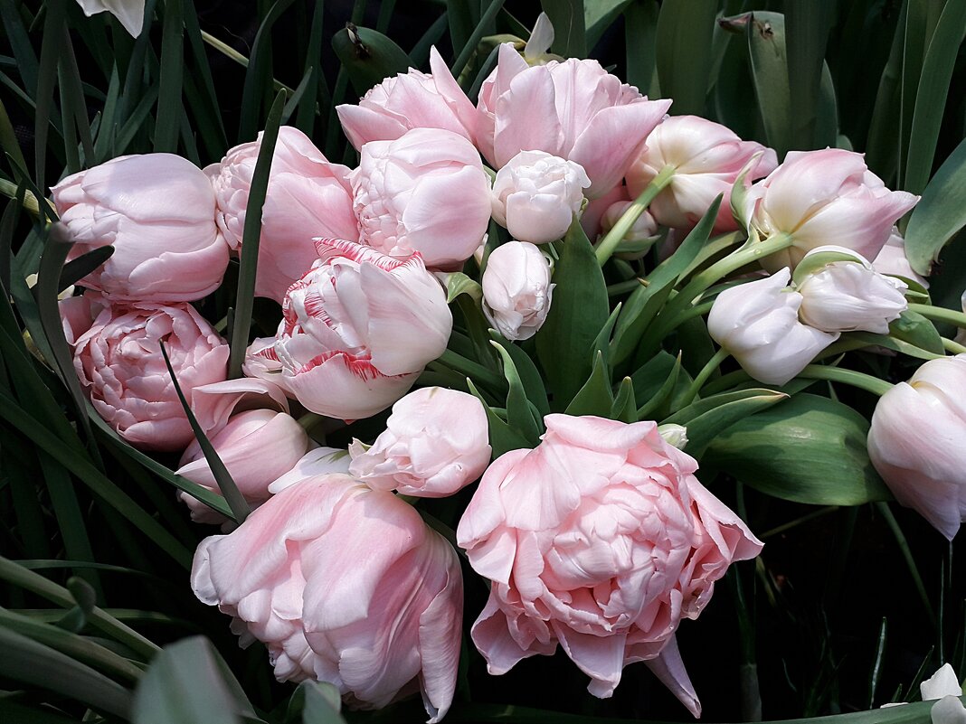 Нежность тюльпанов - Лидия Бусурина