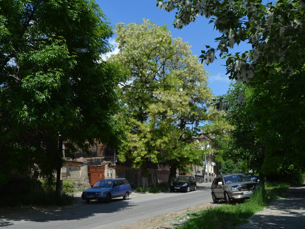 Новочеркасск. Цветёт акация на ул. Александровской. - Пётр Чернега