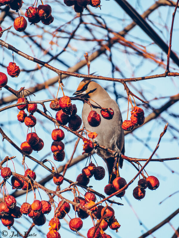 Bird - Юлия Энвие