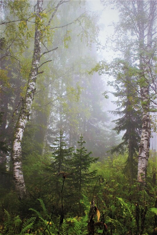 Утро в лесу - Сергей Чиняев 