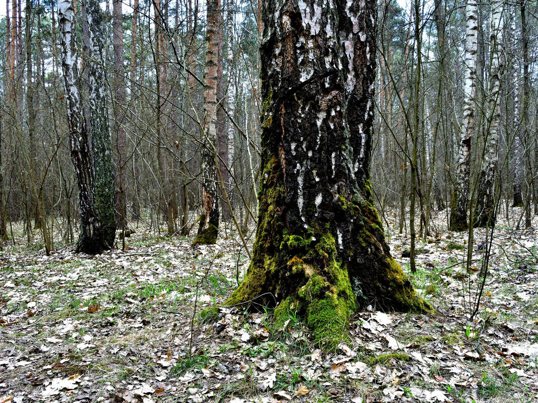 Ствол березы в весеннем лесу - Gera 
