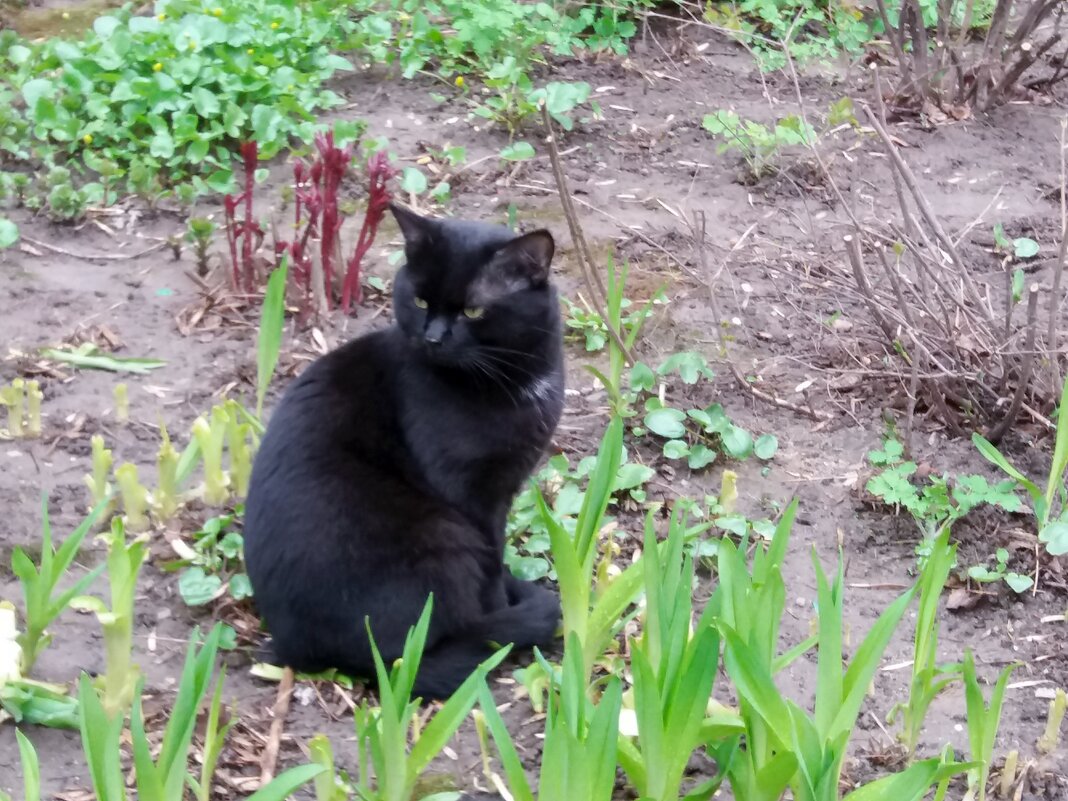 Черный кот нашего двора - Galina Solovova