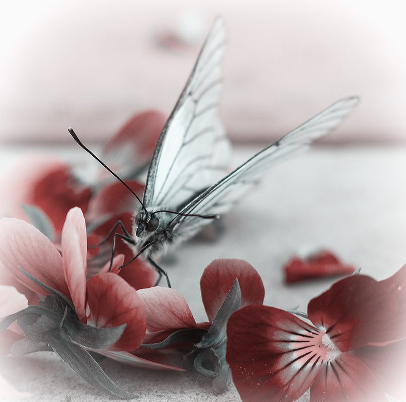 Бабочка - Алена Афанасьева