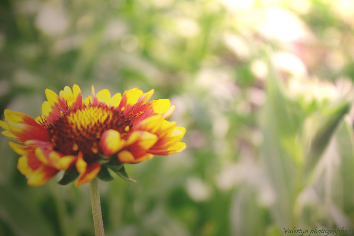 Цветок на рассвете - Валерия Photo