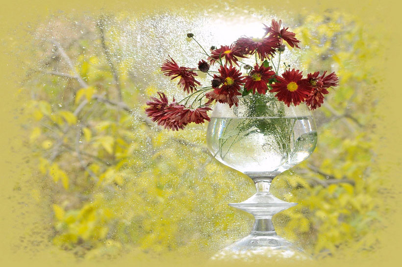 Красные хризантемы - Надежда Пелымская 