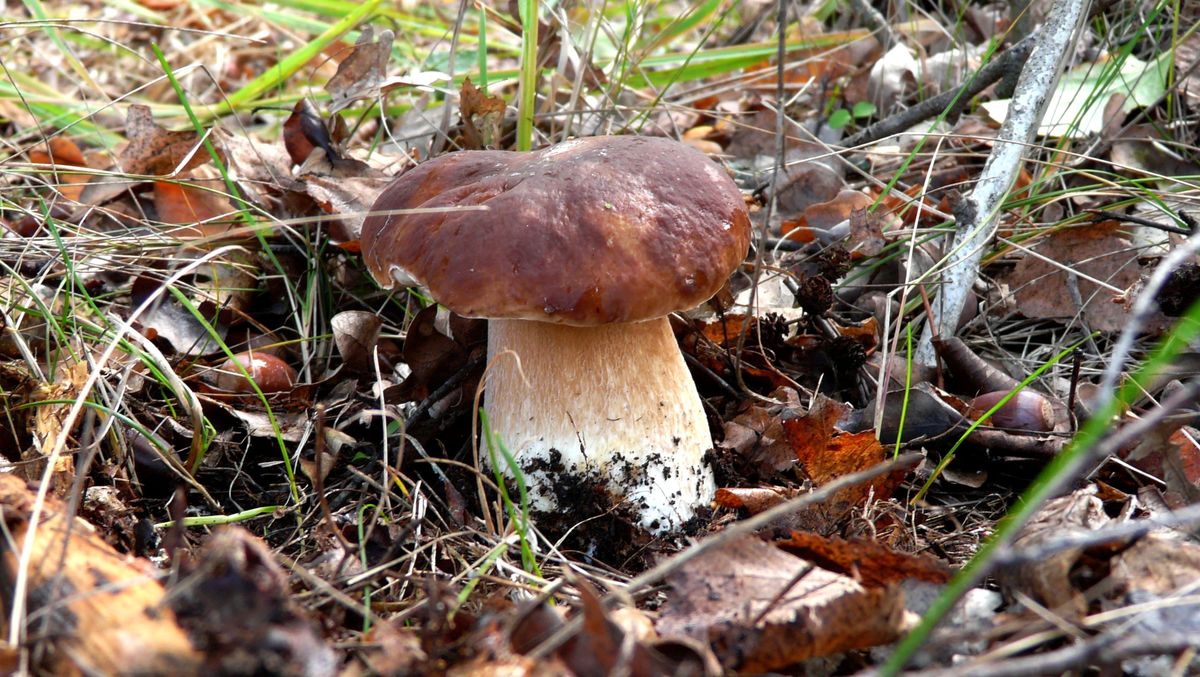 Белый гриб - Irishka Chanterelle