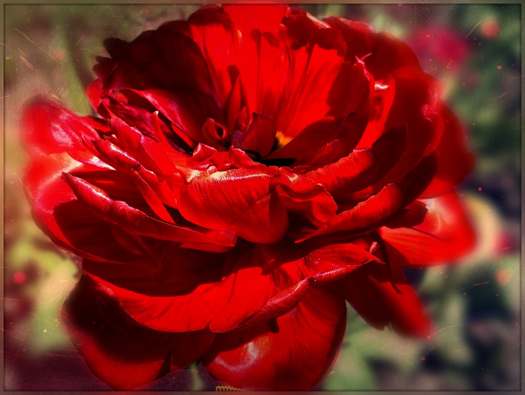 Red tulip. - Нэтхен *