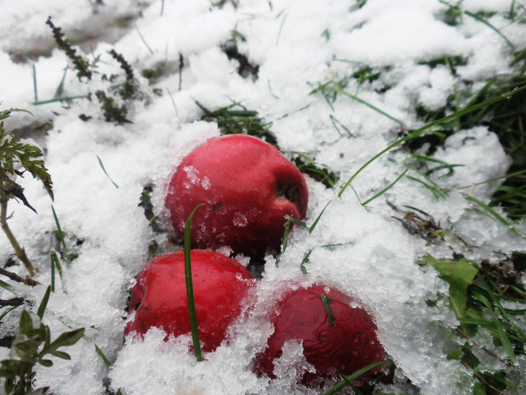Яблоки на снегу - Виктория Журавлева