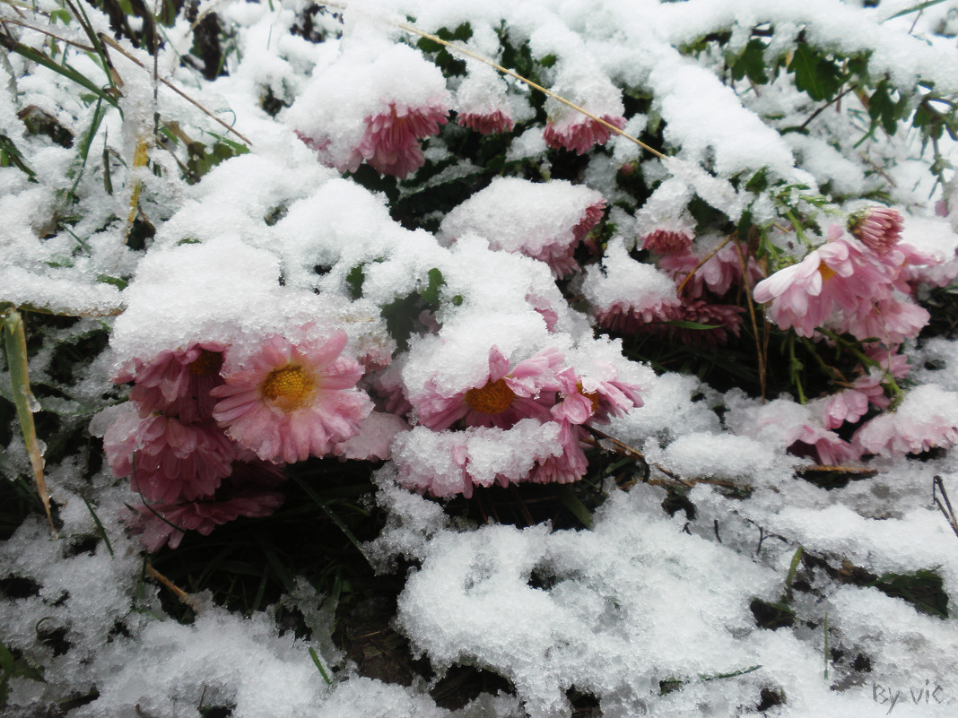 Цветы под снегом - Виктория Журавлева