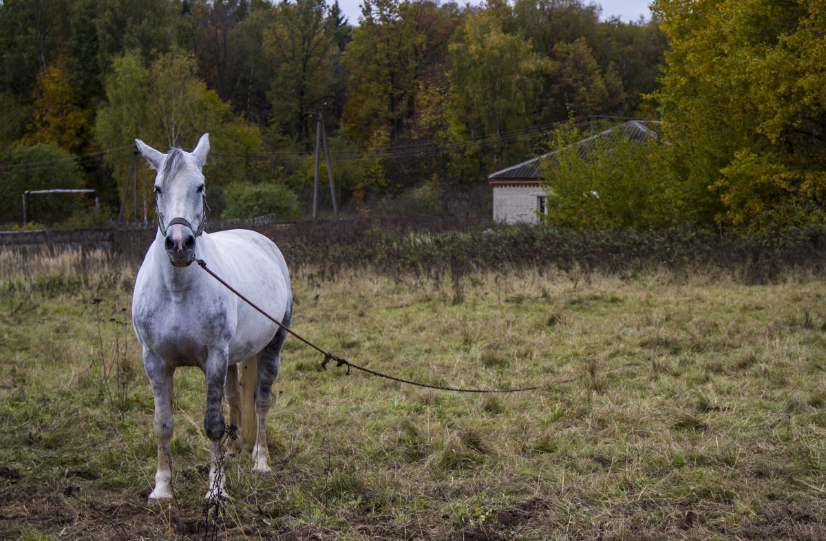 Белая лошадь - Aleksey Donskov