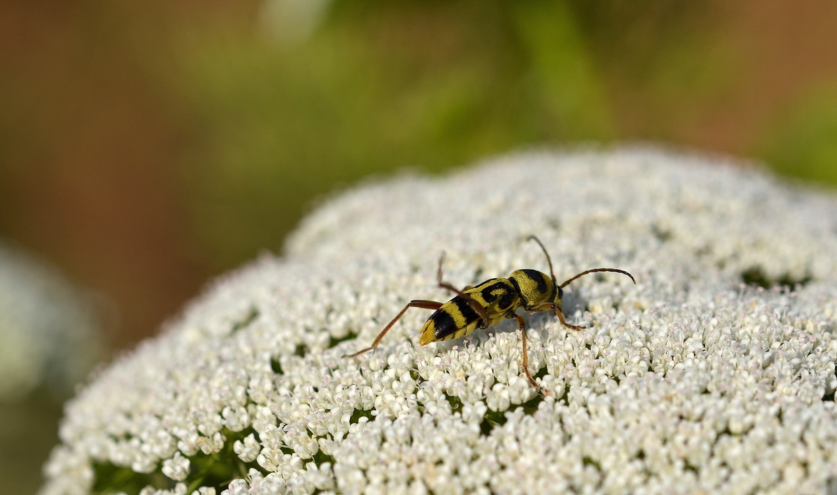 30.05.12 Chlorophorus varius, усач изменчивый на каком-то зонтике типа дикой моркови - Борис Ржевский