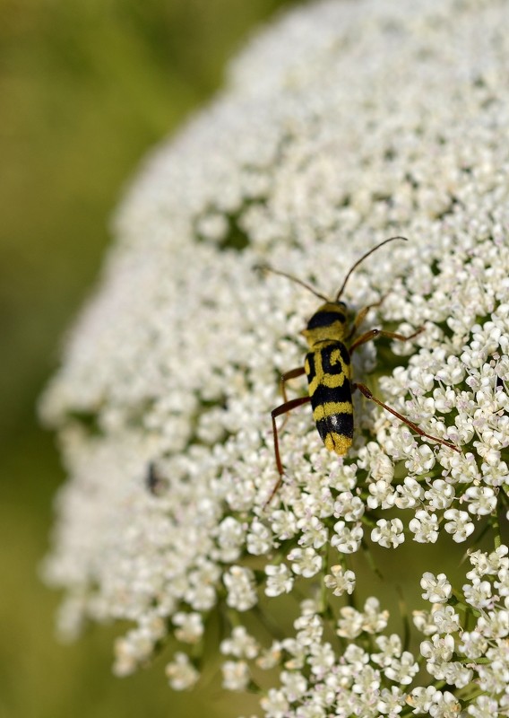 30.05.12 Chlorophorus varius, усач изменчивый на каком-то зонтике типа дикой моркови - Борис Ржевский