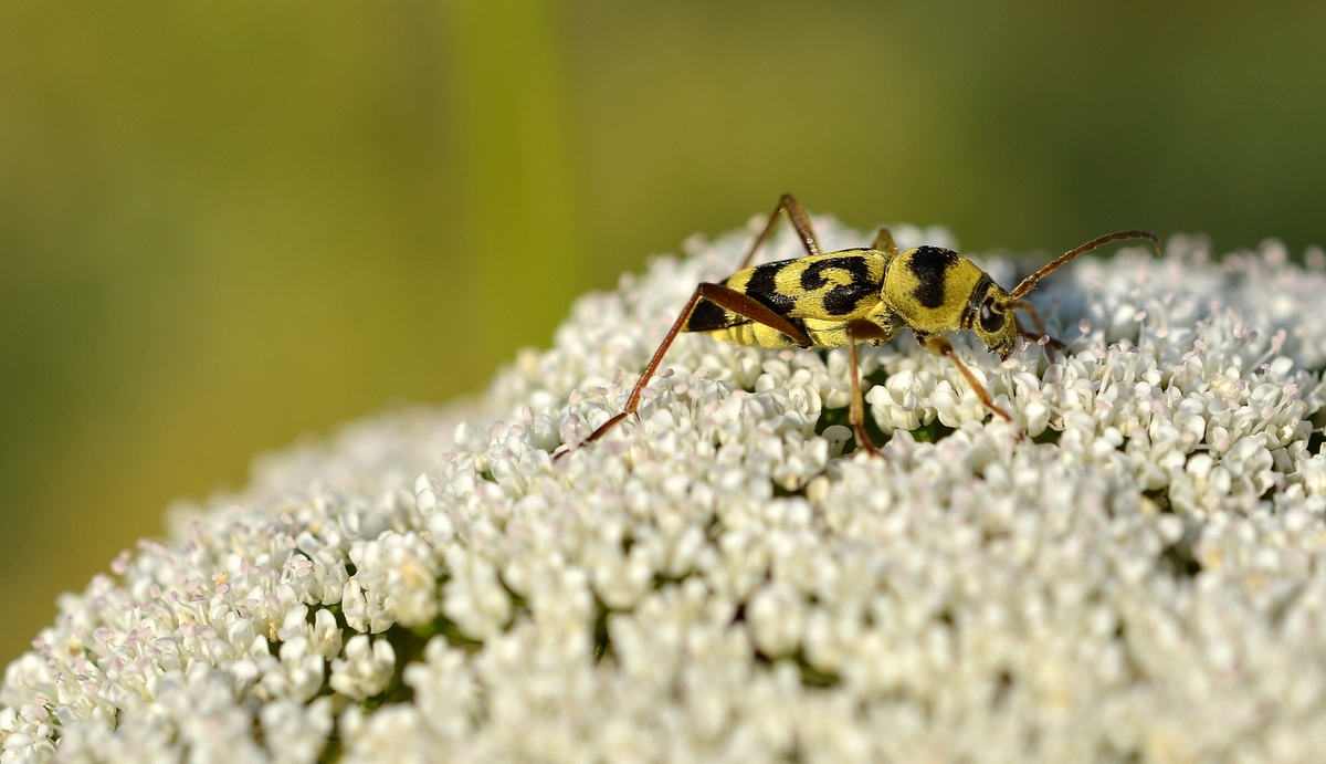 30.05.12 Chlorophorus varius, усач изменчивый на каком-то зонтике типа дикой моркови - Борис Ржевский