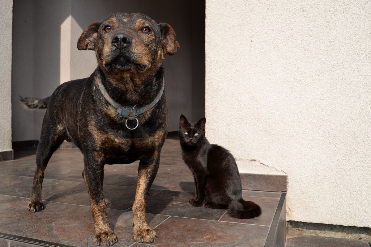 Кошка с Собакой - Roman Globa