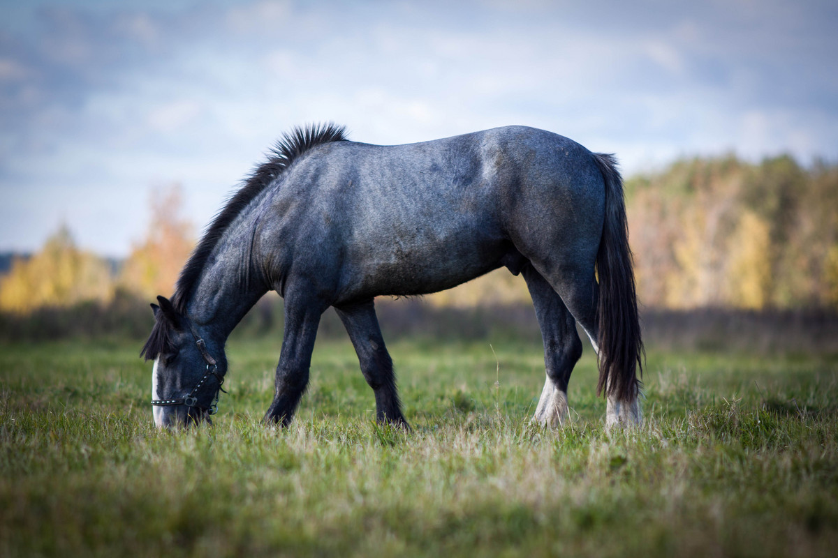 Horse - SteFFun Glenton