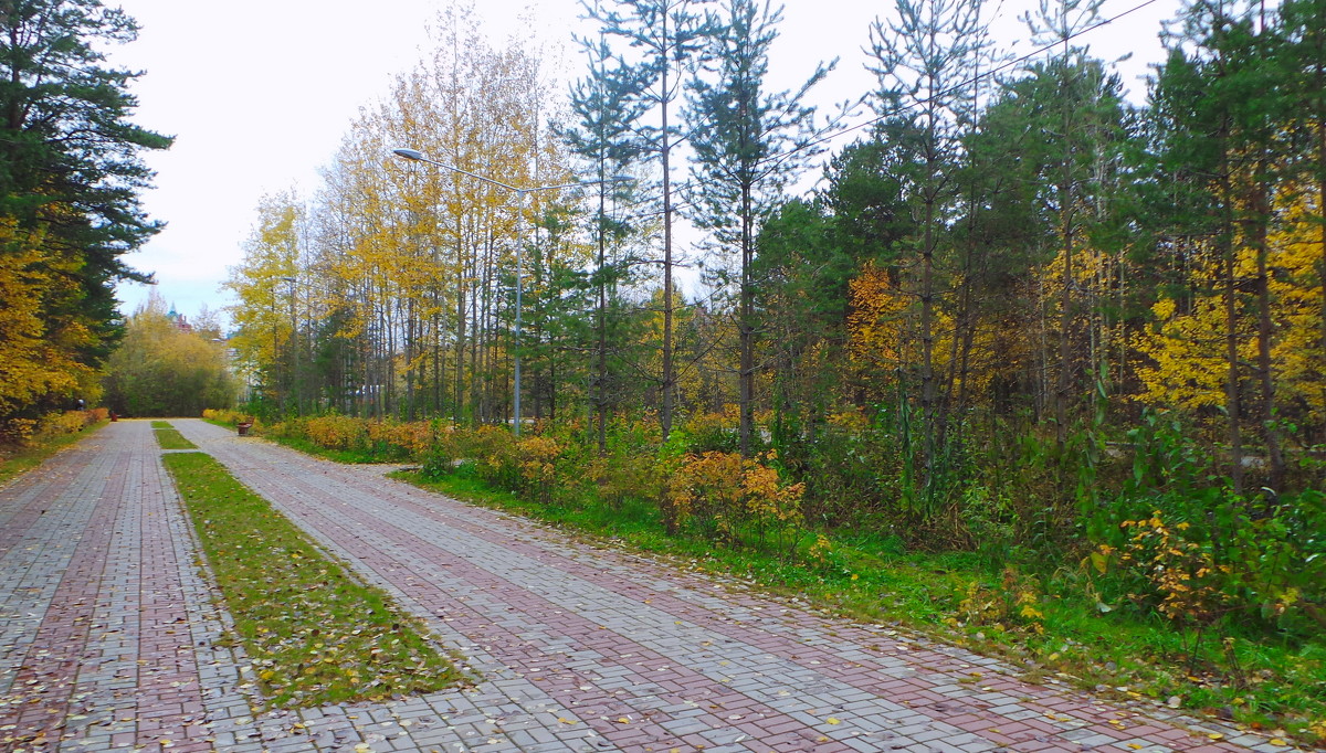 аллея в парке - Олег Петрушов