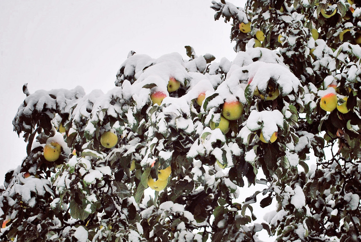 Яблоки под снегом - Юлия Коноваленко (Останина)