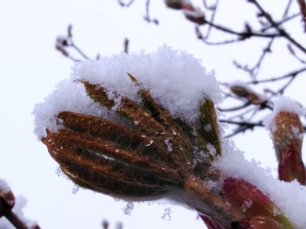 Апрельский снег на листке каштана - Maryana Petrova