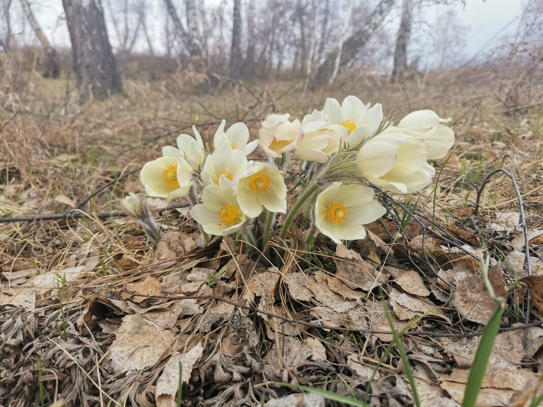 Весна.  1 мая. - Валентина Богатко 