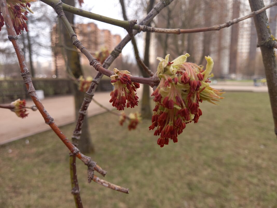 Клён ясенелистный - Сапсан 