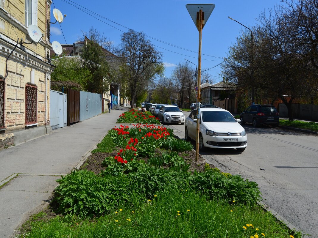 Новочеркасск. Тюльпаны улицы Красноармейской. - Пётр Чернега