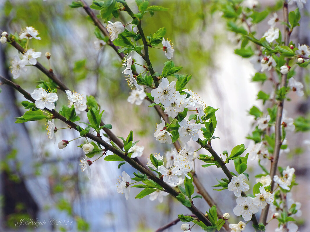 вишня ашинская цветение фото
