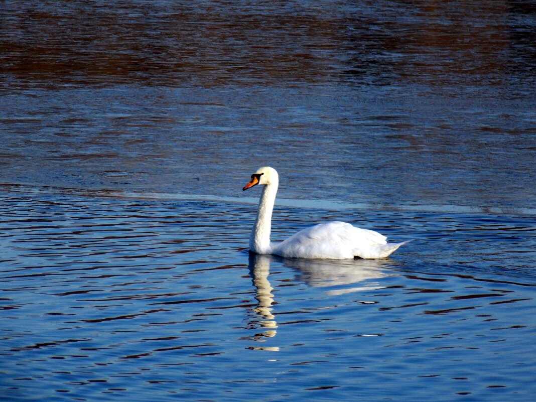 Лебедь на лесном озере - Pavlov Filipp 