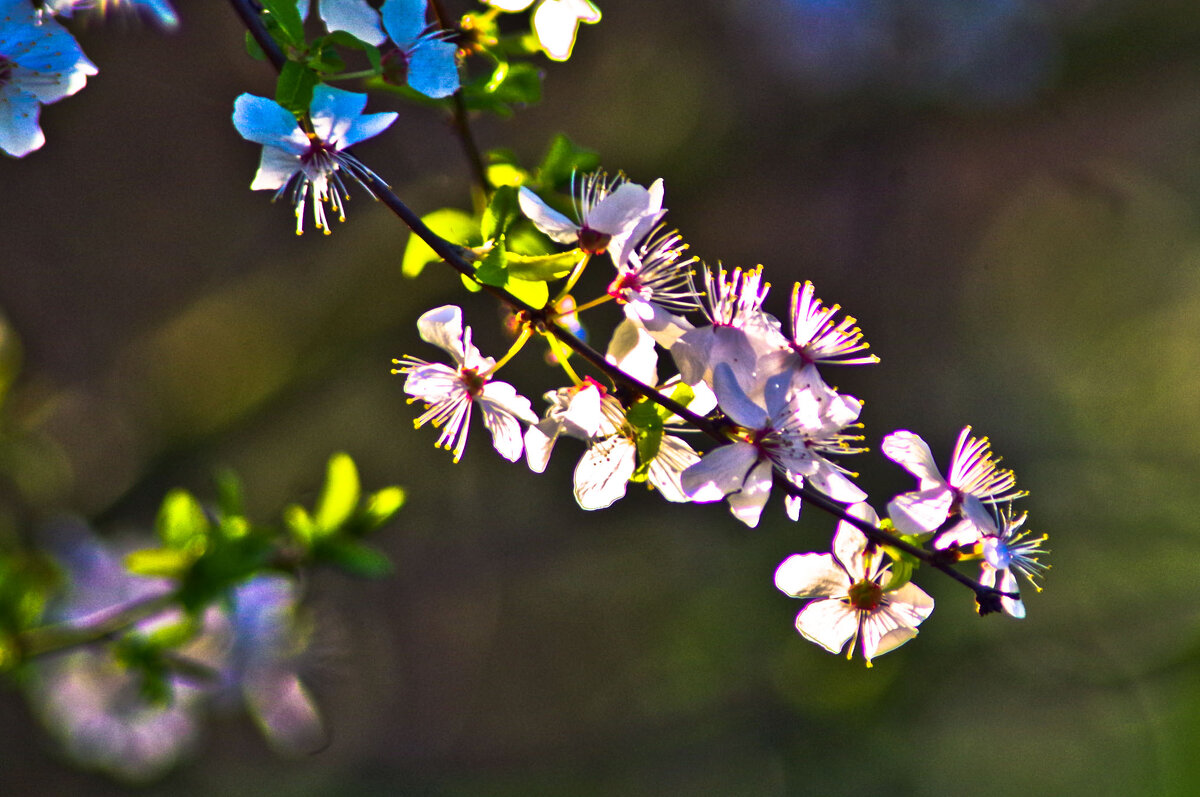 цветет алыча - юрий иванов 
