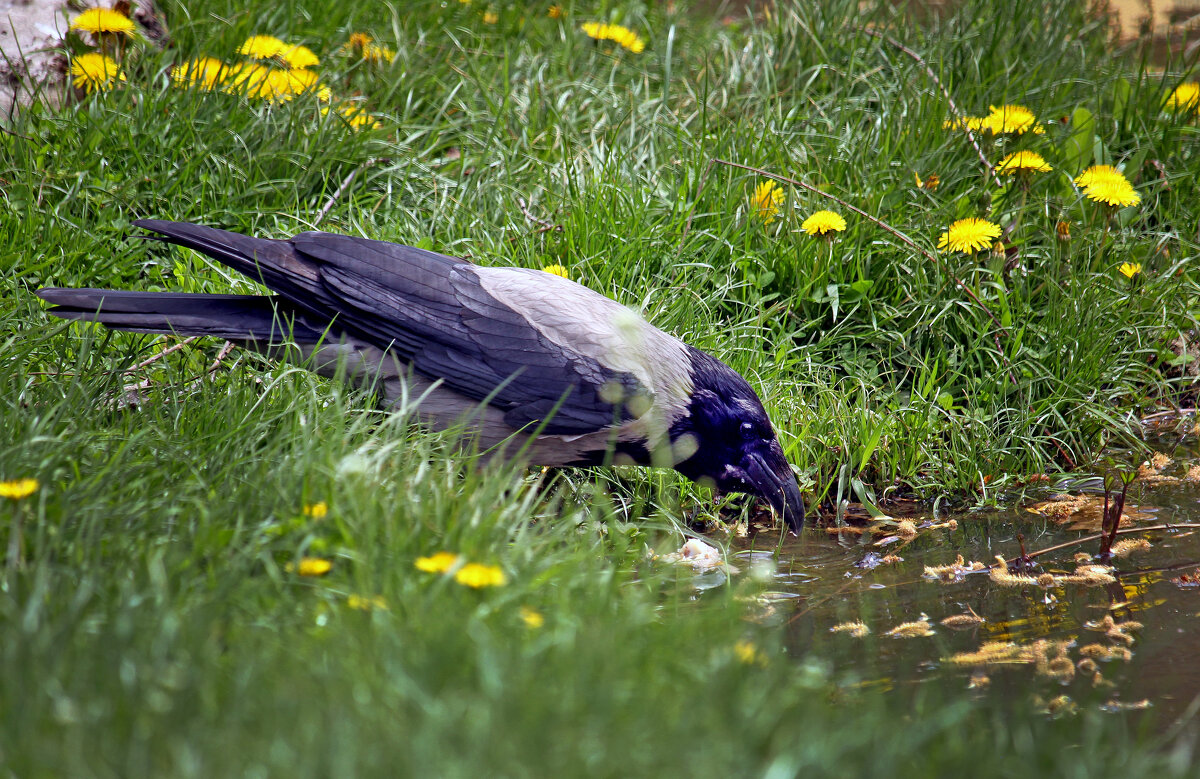 Ворона смотрящая в воду..! - barsuk lesnoi