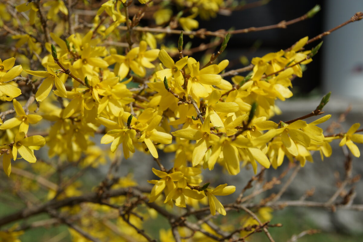 Весна в желтом - Наталья Т