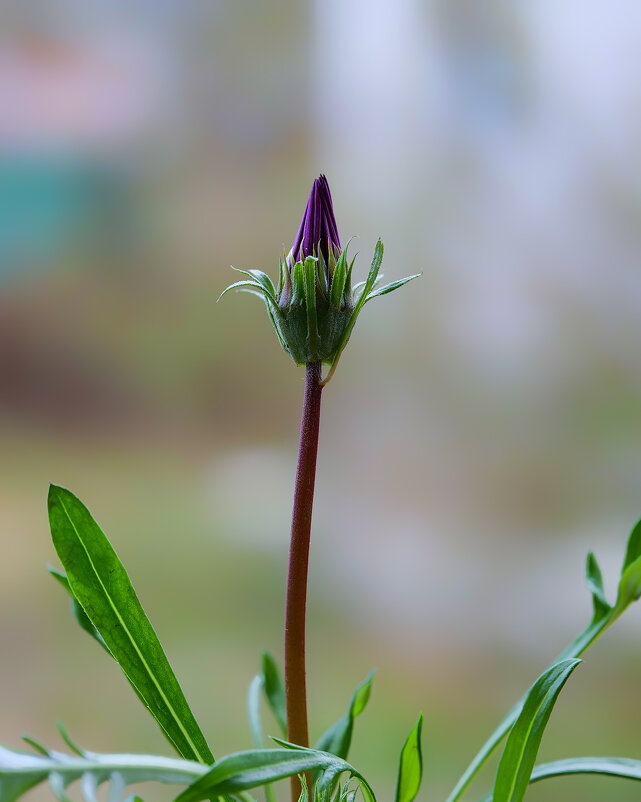 bud - Zinovi Seniak