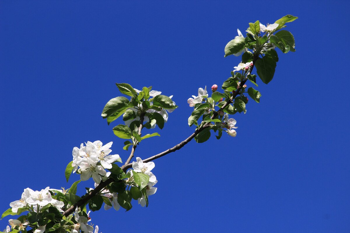 цветы яблони IMG_9327 - Олег Петрушин