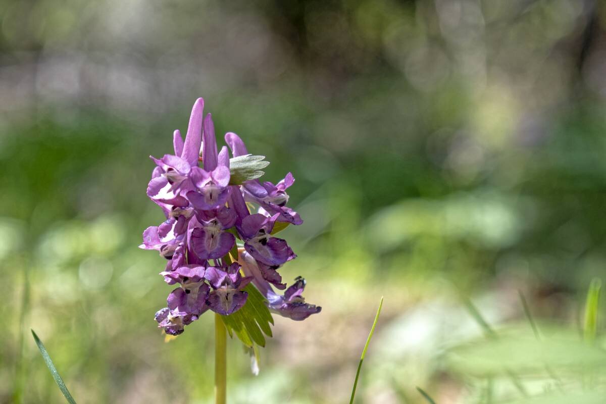 Хохлатка плотная - Corydalis solida - Николай Чичерин