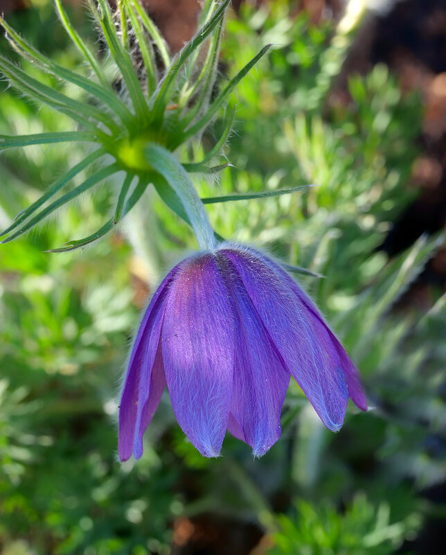 pasqueflower - Zinovi Seniak