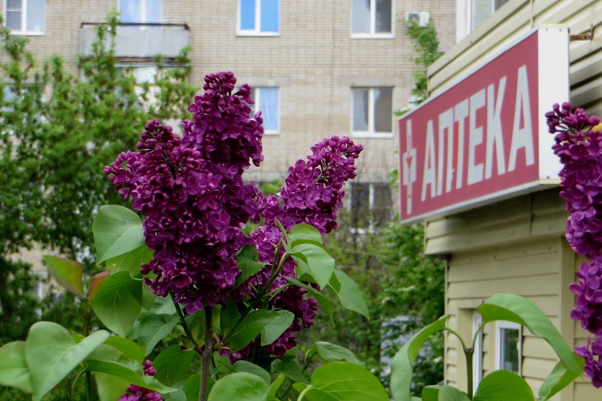 Сирени нежный аромат - Татьяна Смоляниченко