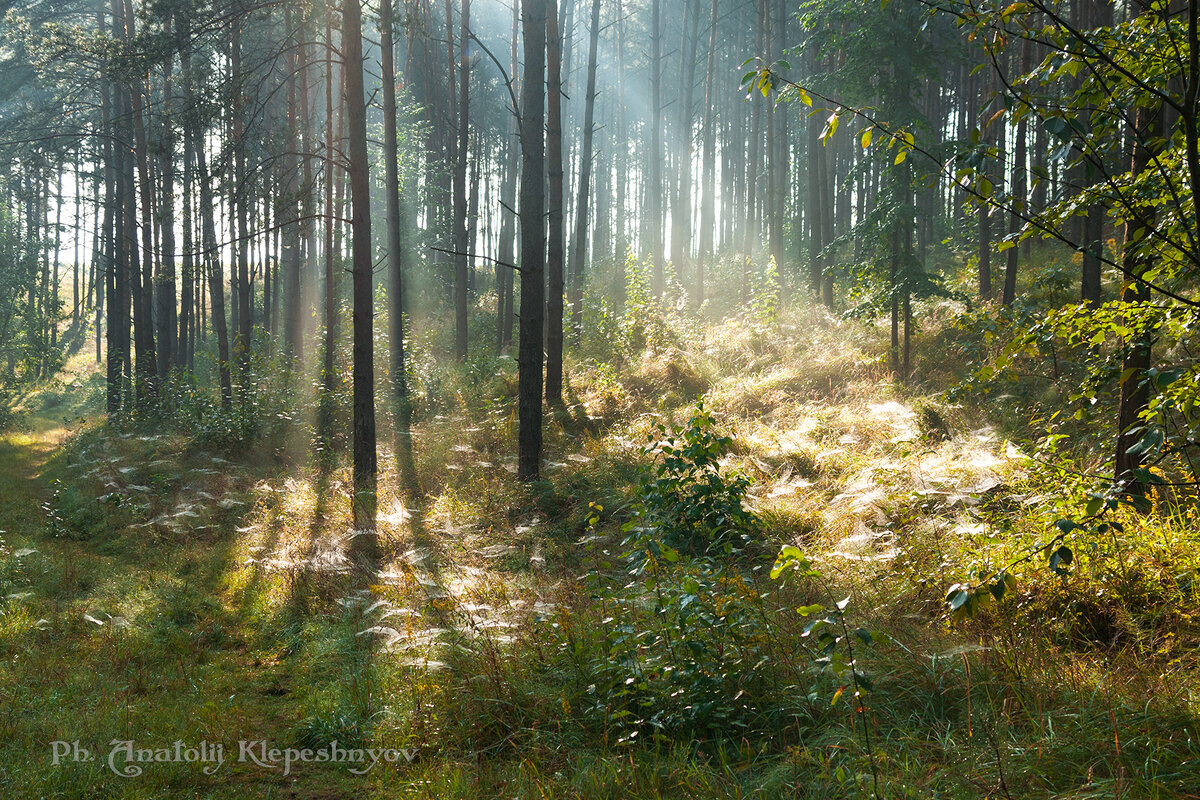 Осеннее утро в сосновом лесу - Анатолий Клепешнёв