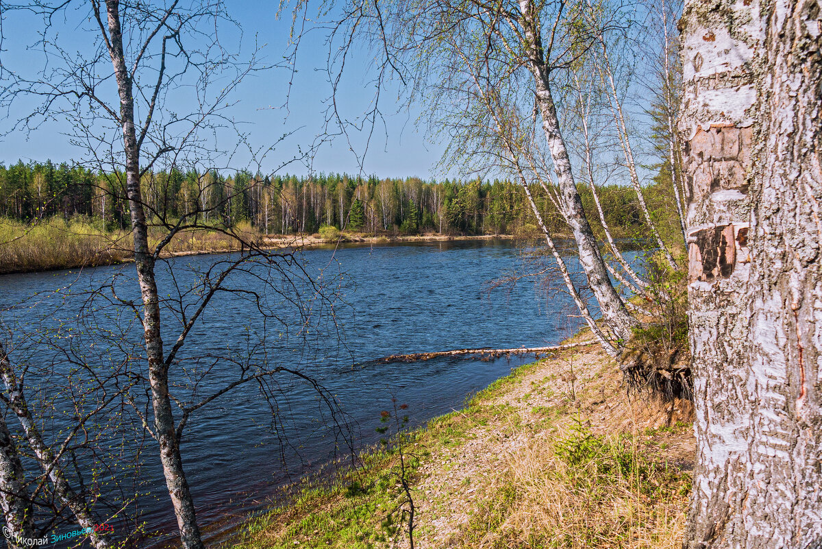 Река Ухта (Коми), жарища на пару дней на Севере, природа резко просыпается, первые листики) - Николай Зиновьев
