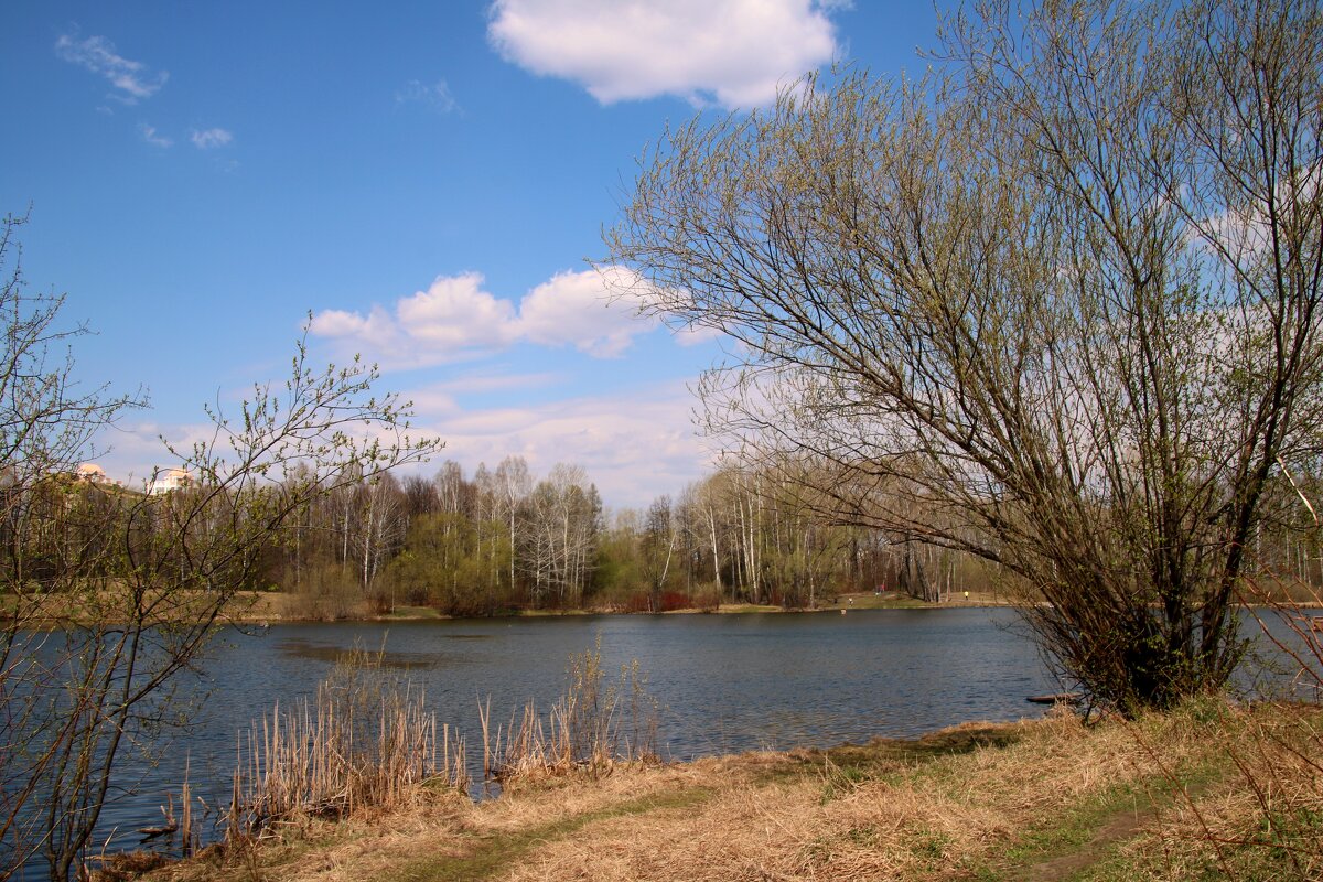 Весна на озере - владимир тимошенко 
